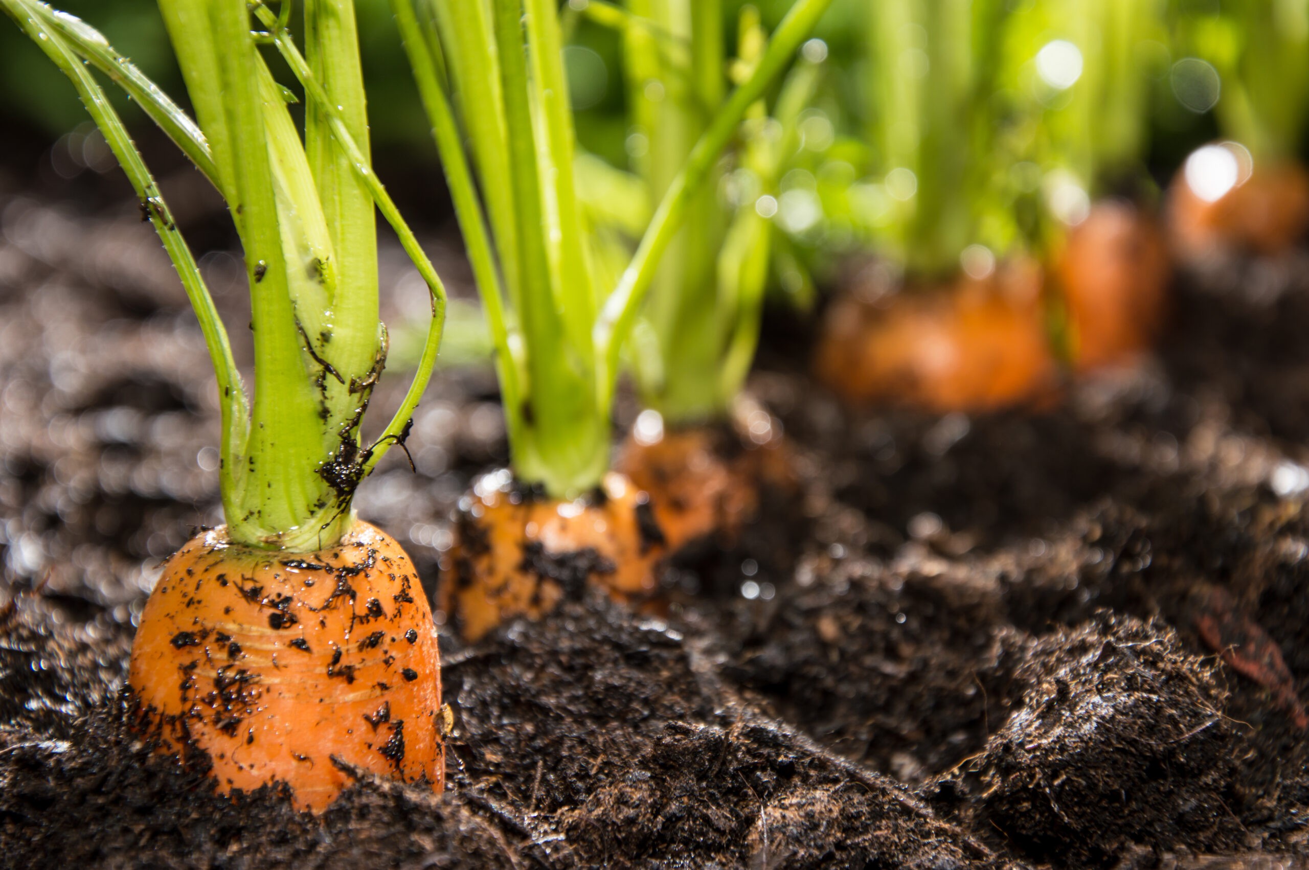 Planting carrots is easy with seed tape