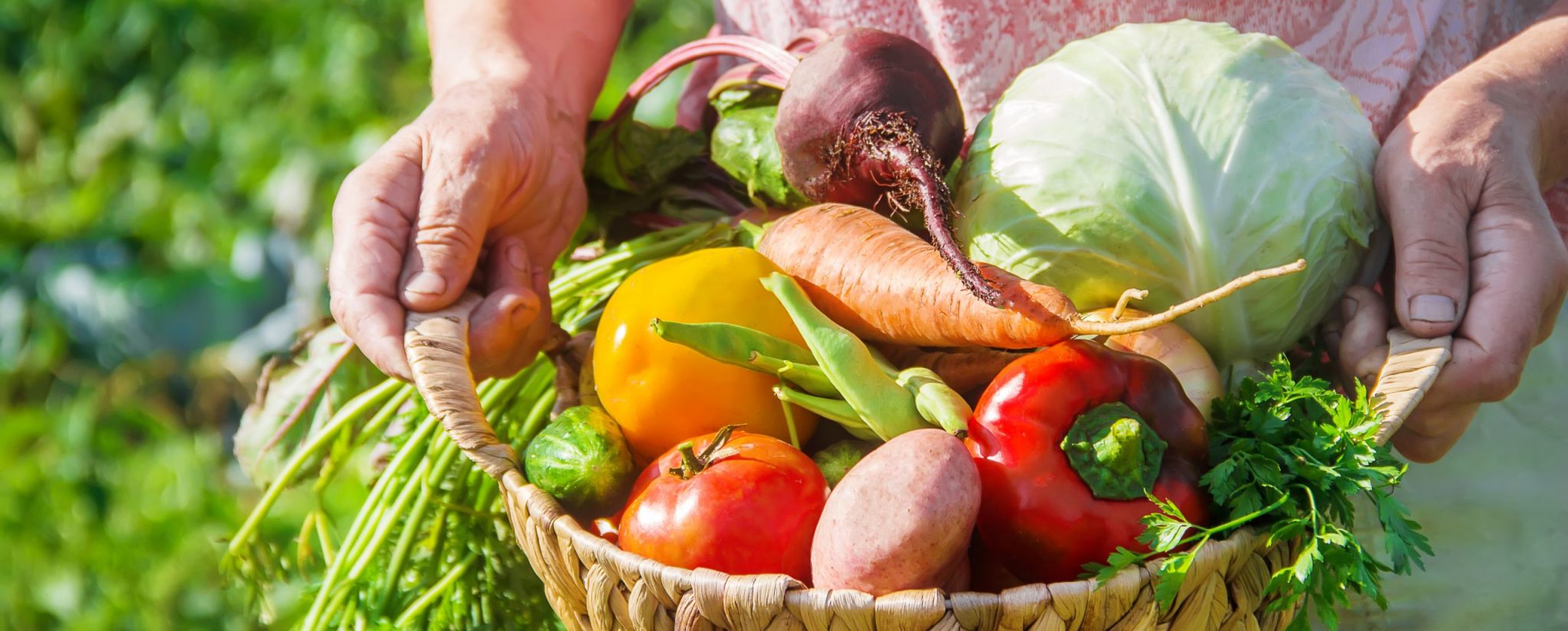 Harvest basket