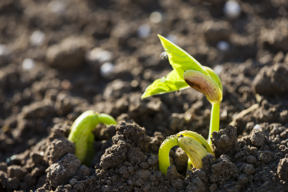 Bean seedling