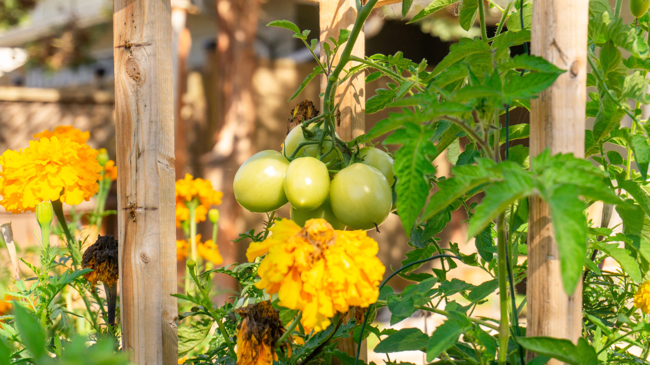 Companion planting