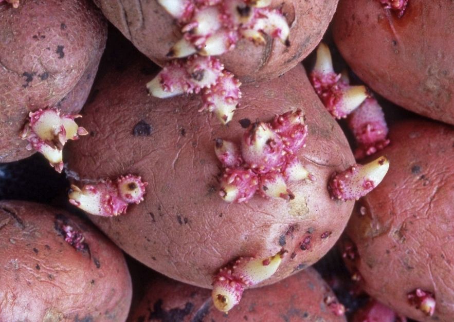 Sprouted potatoes