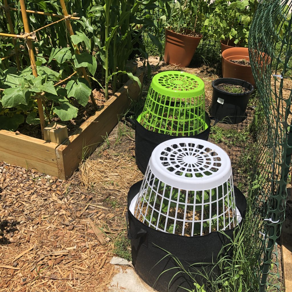 Five cheap & easy ways to protect plants in your garden 1 Clothes baskets covering strawberry plants in grow bags - protect plants