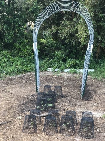 Five cheap & easy ways to protect plants in your garden 2 Wire trash cans covering young plants protect plants